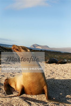 Sea Lion in the afternoon sun on the Galapagos Islands