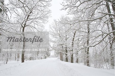 A path between trees covered with snow