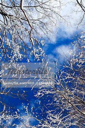 Winter tree tops covered with fresh snow on blue sky background