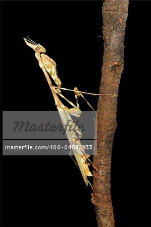 Cone-headed mantid on black, southern Africa