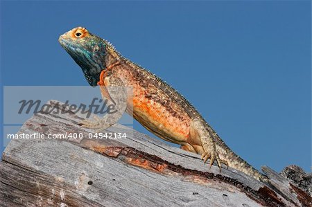 Male ground agama (Agama aculeata) in bright breeding colors, Kalahari desert, South Africa