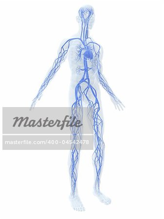 3d rendered anatomy illustration of  a human body shape with vascular system