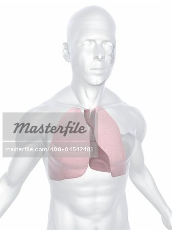 3d rendered anatomy illustration of a human body shape with lung