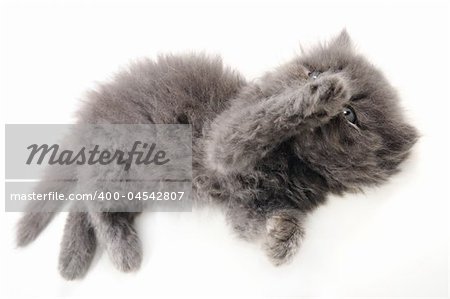 Detail of funny persian kitten isolated over white