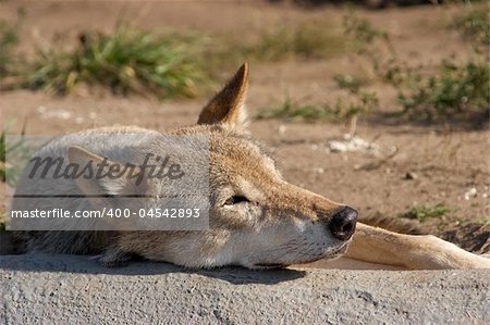 Gray wolf (Canis lupus) resting in a zoo