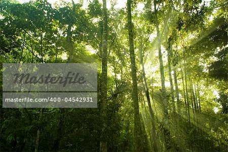 green forest with ray of light