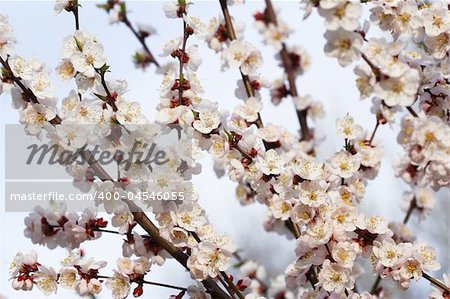 Branches of almond tree (Amygdalus dulcis) covered with flowers.
