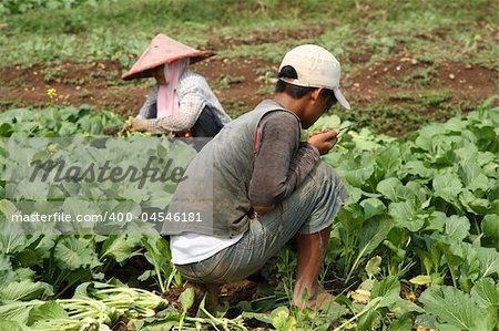 Indonesian Vegetable field workerss