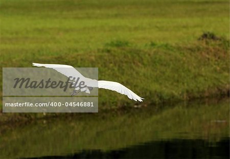 Cattle egret in the Florida Everglades