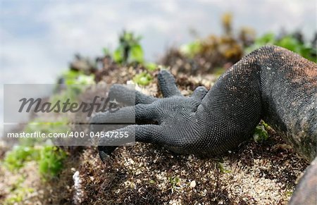 Close up claws on a marine iguana