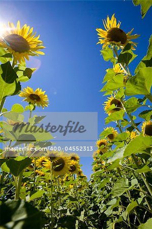growing sunflowers in a field