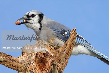 Blue Jay (corvid cyanocitta) with peanuts perched on a snow covered stump