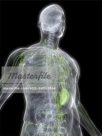 3d rendered anatomy illustration of a transparent human body with highlighted lymphatic system
