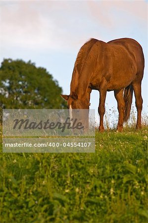 A horse grazing in the late evening light on a summers day.