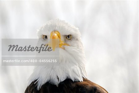 Close-up picture of an American Bald Eagle