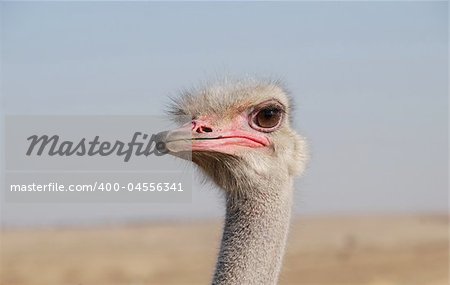 Portrait of a funny ostrich close up