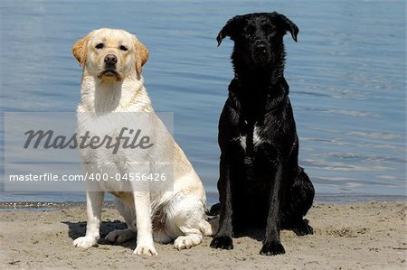 Young and old, white and black dogs