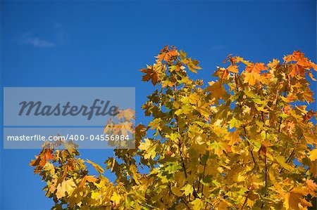 Orange-yellow leaves of an autumn maple on a background of the blue sky