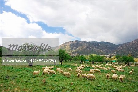 Horizontal composition of sheeps in a field. Location : Sardinia, Italy