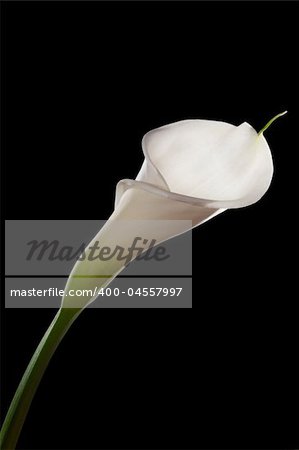 Beautiful white calla isolated on black