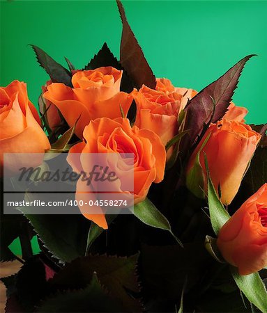 Orange rose in front of green background