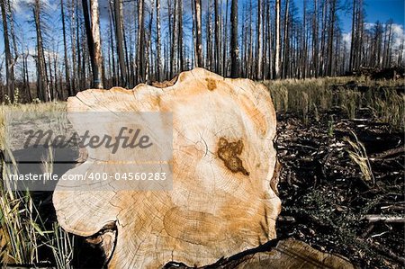 Annual rings - Cutted tree, Kaibab National Forest in Arizona, USA