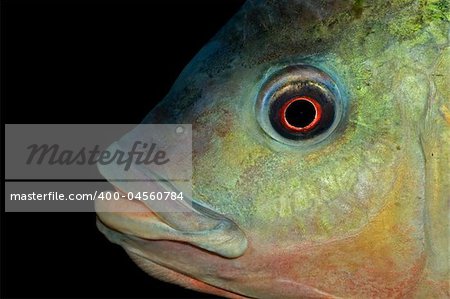 Portrait d'un poisson Nembwe africaine (Serranochromis robustus), Zambèze, en Afrique du Sud