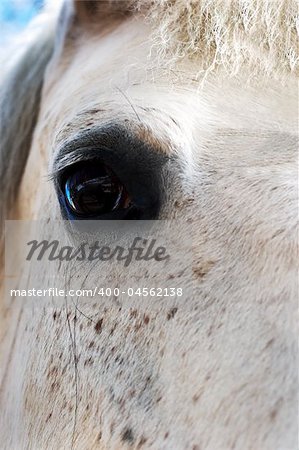 The big black eye beautiful white horses