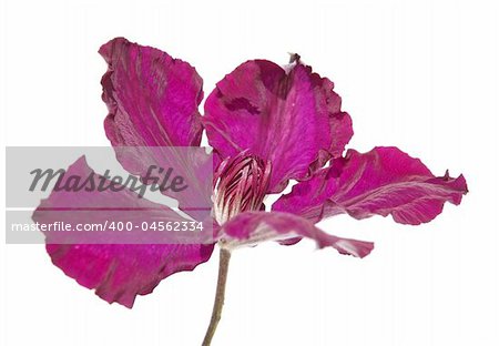 purple clemtis isolated on white