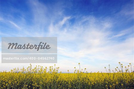 Blue sky against yellow field in a natural surrounding.