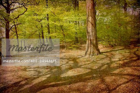 Artistic work of my own in retro style - Postcard from Denmark. - Beech forest.