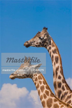 Two Rothschild Giraffes (Giraffa Camelopardalis Rothschildi)