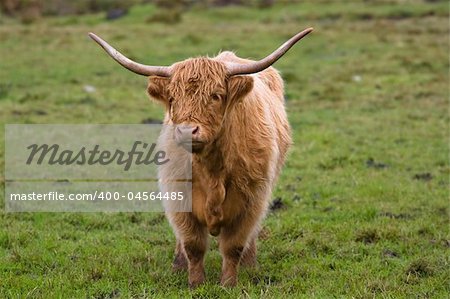 Portrait of a highland cattle in a scottish field