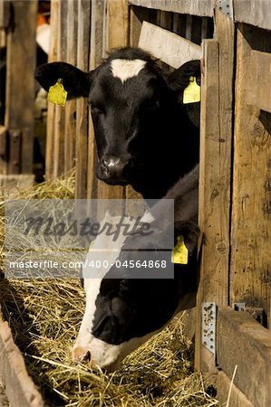 Two cows feeding hay in a farm