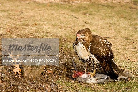 Deadly Hawk Kills Squirrel for Food in the Wild
