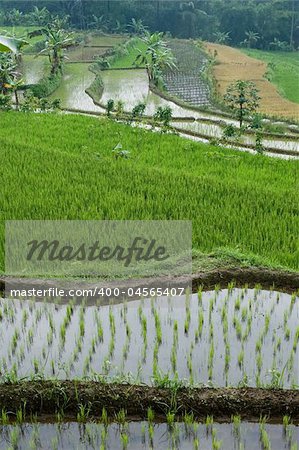 photo of green rice field terraces