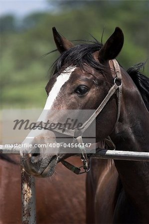 Portrait of  horse in the countryside