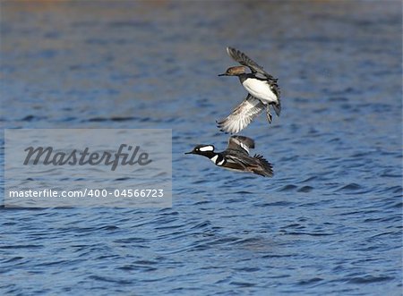 Hooded Mergansers (mergus cucullatus) flying over the Atlantic Ocean