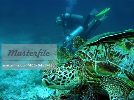 sea turtle with remora fish watching scuba divers sipadan in sabah borneo