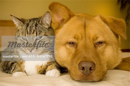 Cat and dog resting together on bed