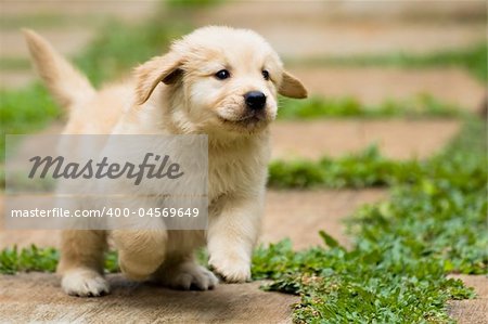 photo of cute little puppy running