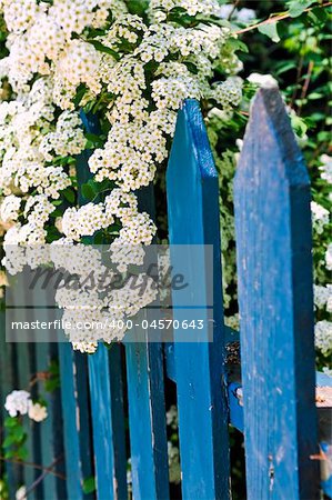 Blue picket fence with flowering bridal wreath shrub