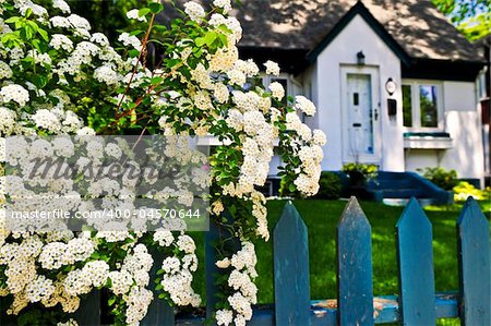 Blue picket fence with flowering bridal wreath shrub and residential house