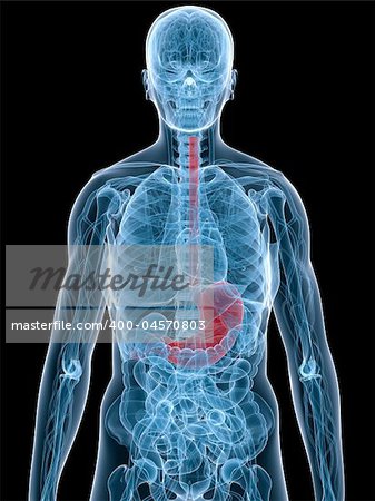 3d rendered illustration of a human anatomy with stomach
