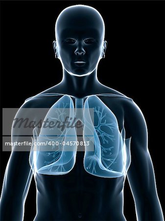 3d rendered anatomy illustration of a human shape with lung and bronchi
