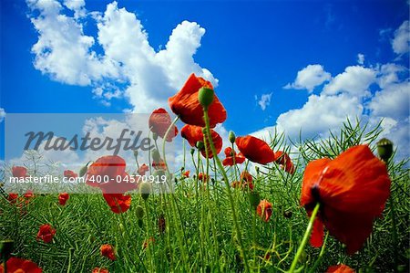 Close-up on red poppies in beautiful green field