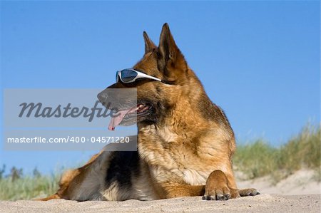 Sheep-dog laying on a sand beach with solar glasses