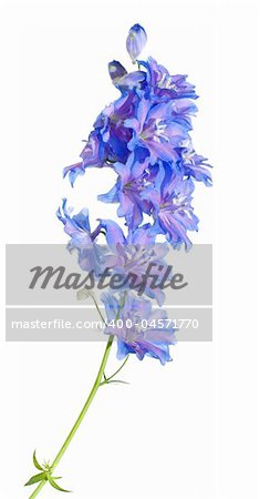 bright blue delphinium flowering spike, isolated