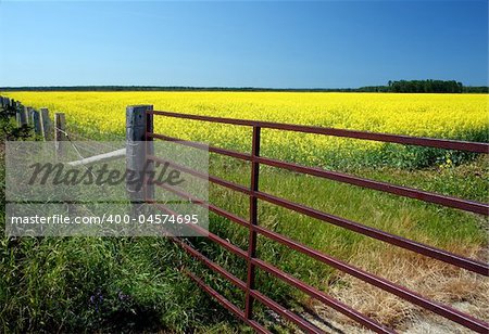 metal gate to a colza field under a  blue sky