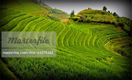 rice field landscape in china